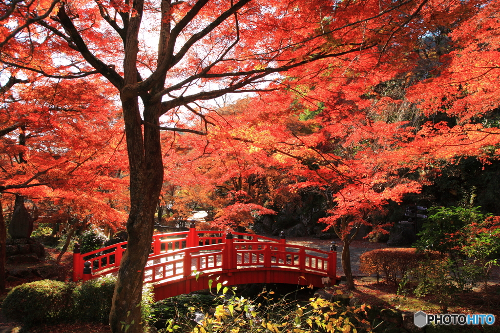 晩秋の紅葉