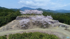 城址の春