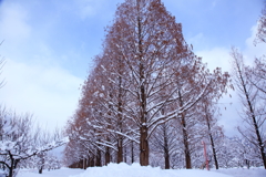 冬の並木