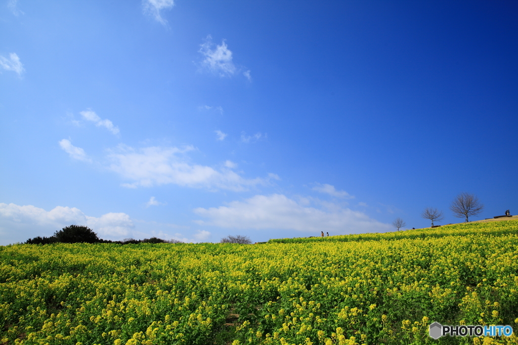 青空と菜の花畑