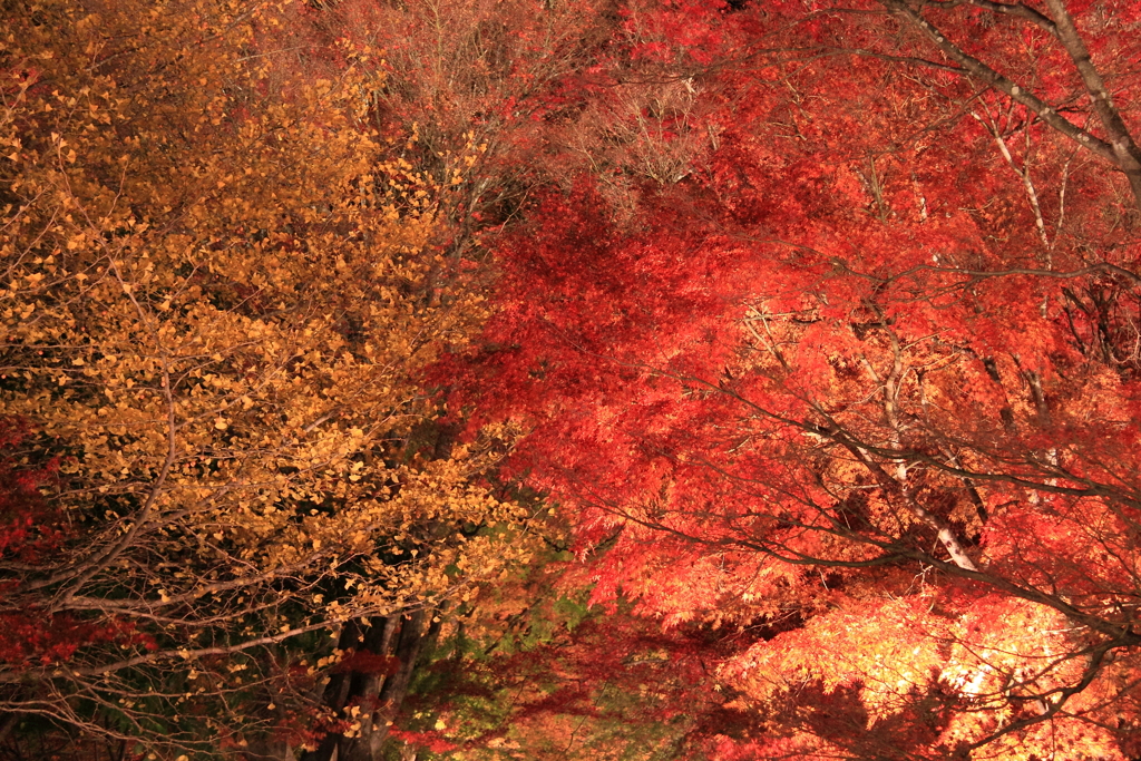 夜の紅葉対決