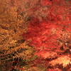 夜の紅葉対決