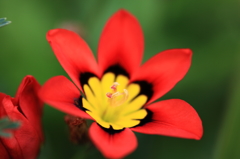 鮮やかで可憐な花