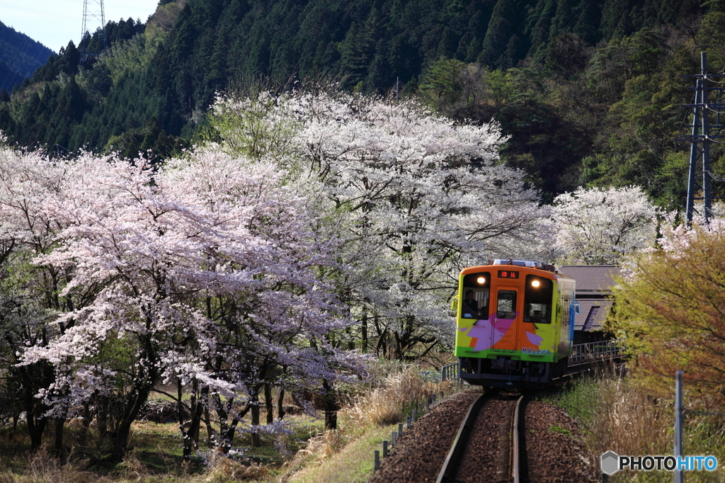 桜の中を走る