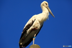 幸せを運ぶ鳥③