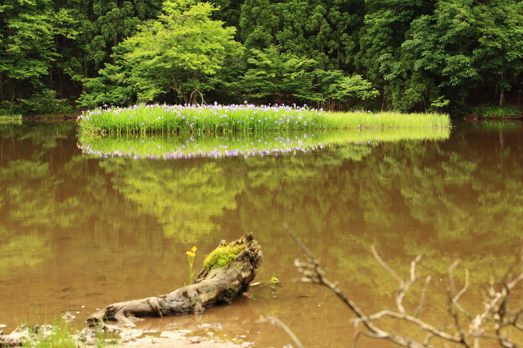 池の花