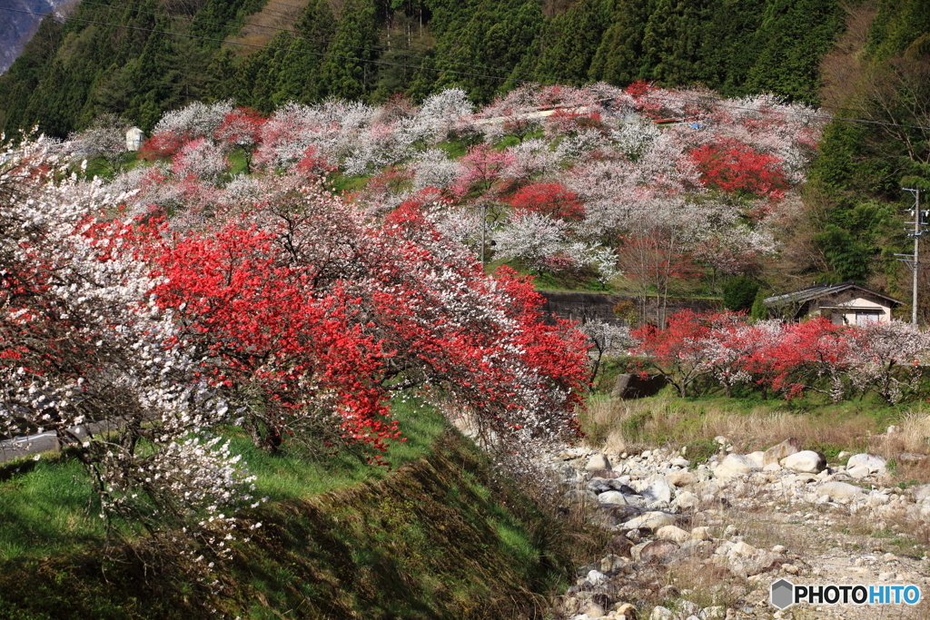 花桃の里