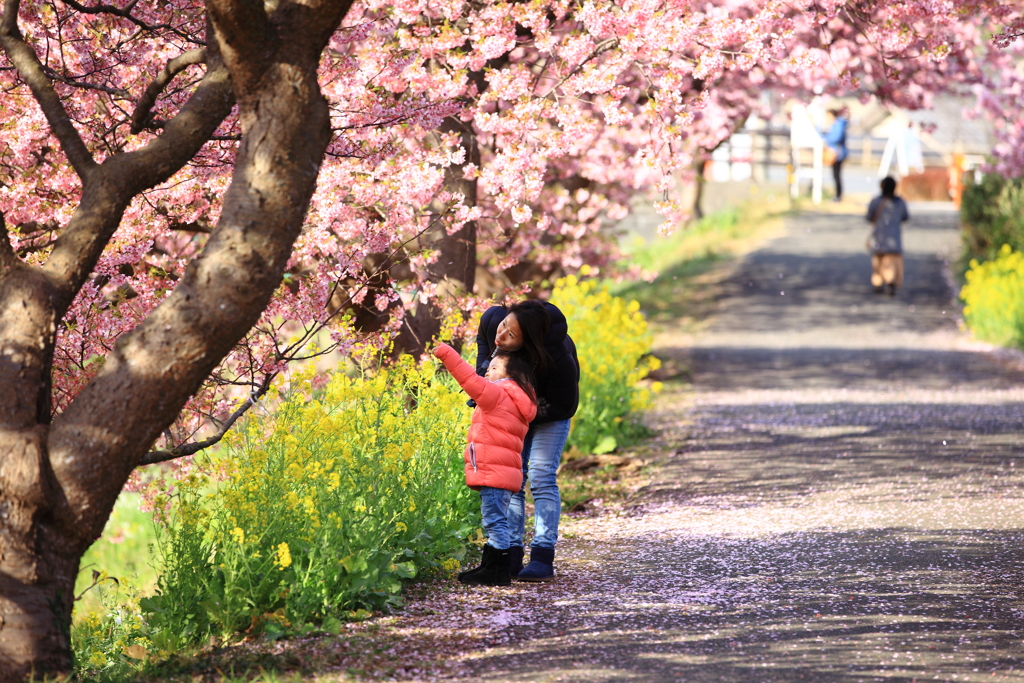 見入る海津桜