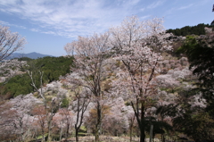 千本桜