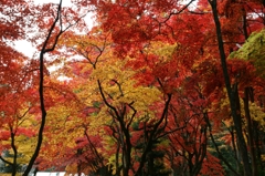 もみじ紅葉