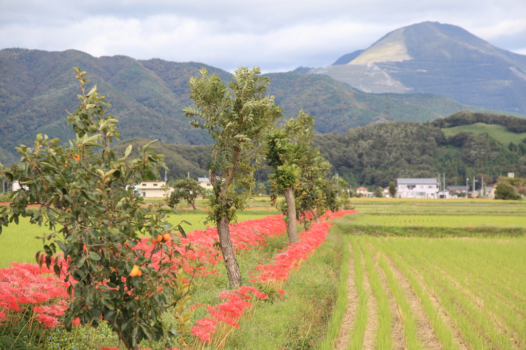 秋の田園風景