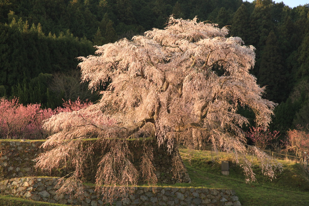 見事！「桜の巨木」