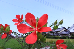 青空と赤い花