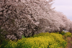 桜と菜の花コラボ
