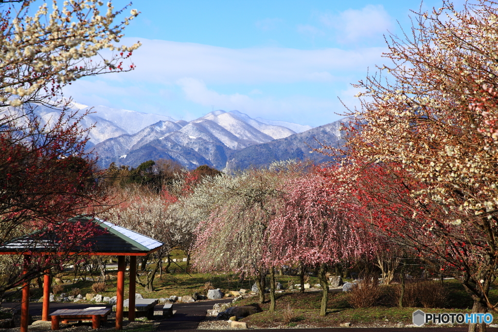 梅林の東屋