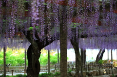 古木の藤の花