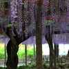 古木の藤の花