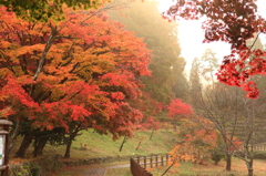 霧の中の紅葉