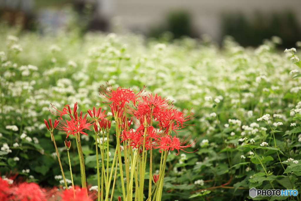 秋花のコラボ