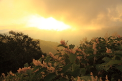 夕日に映える高原の花