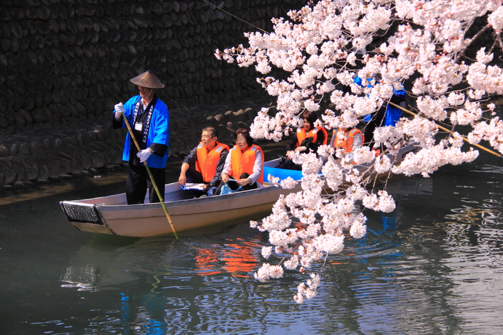 桜の下を行く