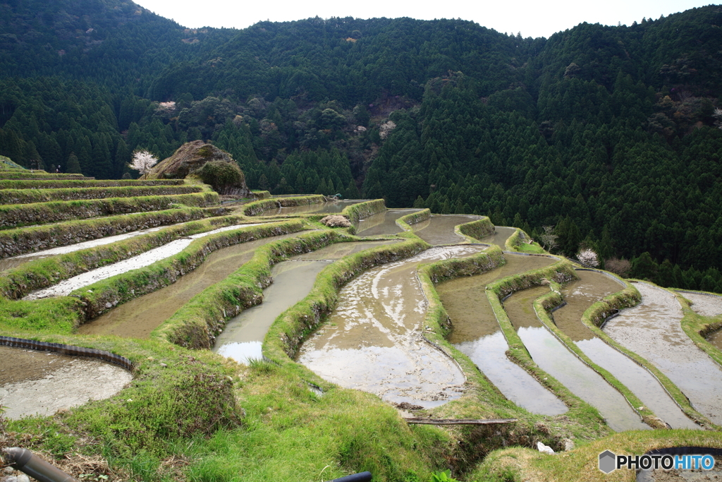 水が張られた棚田