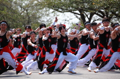 よさこい「わかさの躍動」