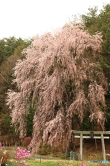 鳥居を飾る