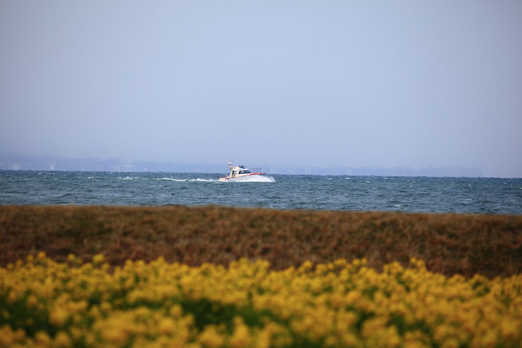 早春の海原を行く