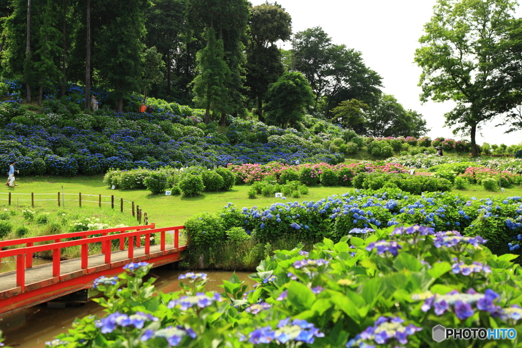 アジサイ園