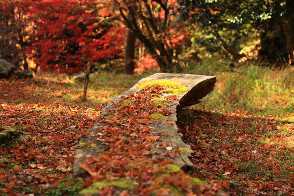 なごり紅葉②