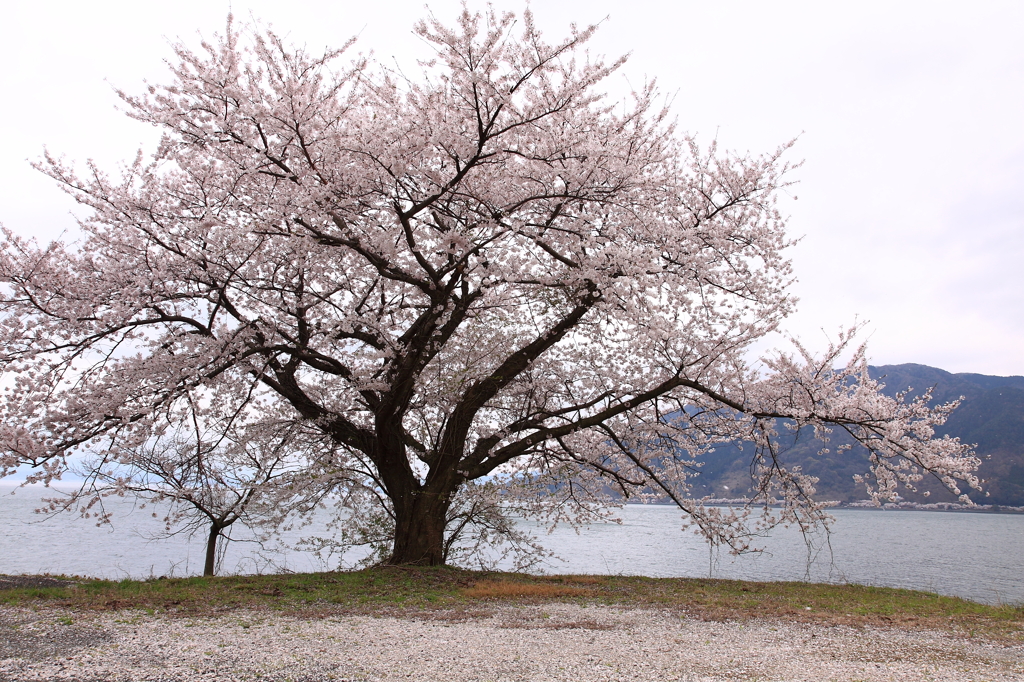 湖畔の桜