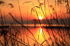 葦越しの夕暮れ