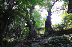 2万ポイント達成記念「山寺の巨木」