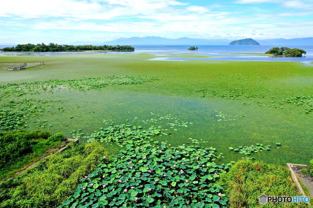 水草模様