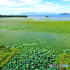 水草模様
