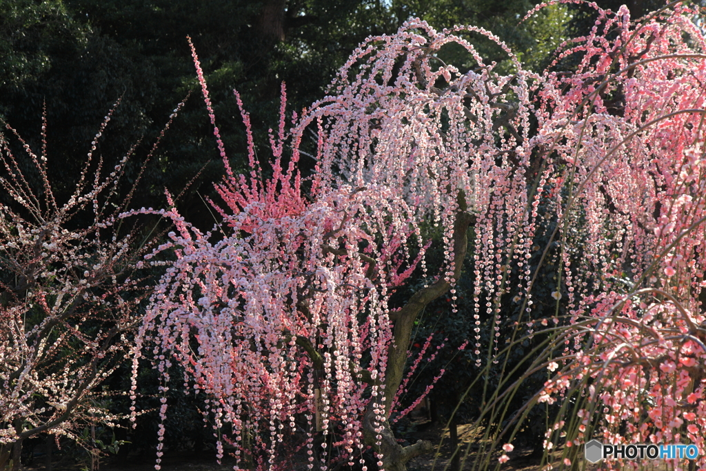 美しき花簪