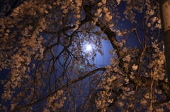 おぼろ月夜の桜