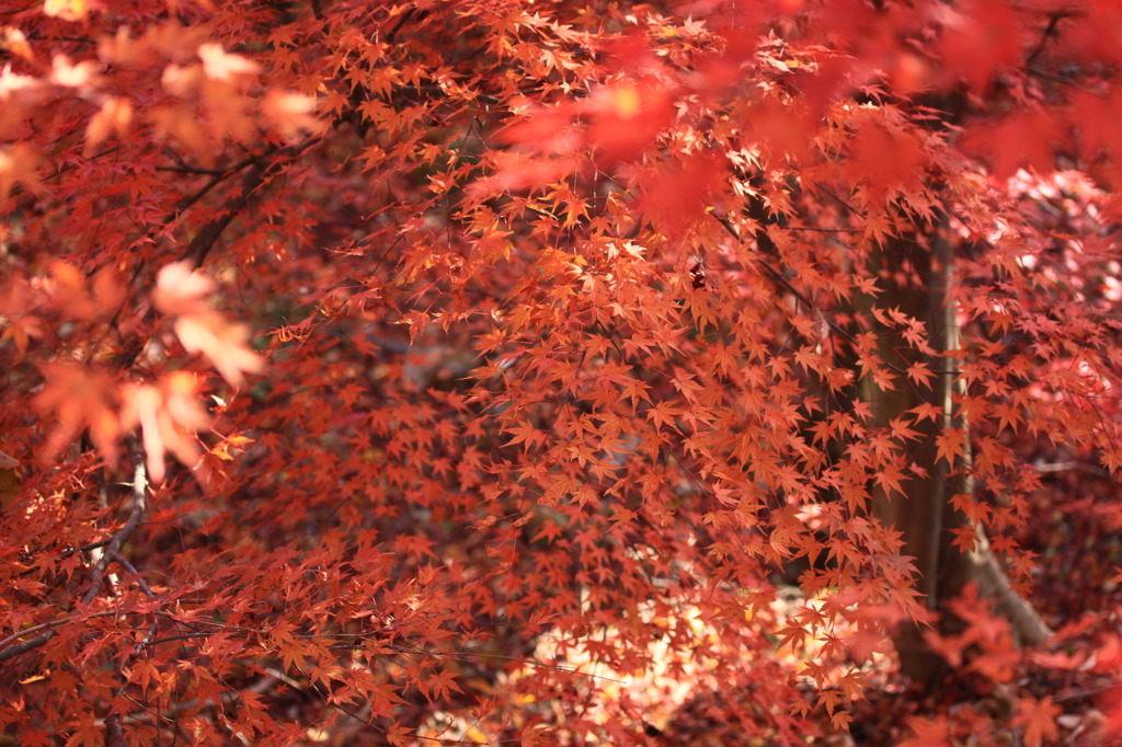 一面モミジの紅葉