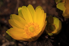 福寿草の花