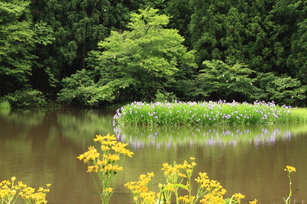 カキツバタ池の風景