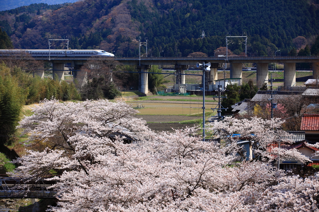 桜と新幹線