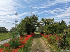 秋晴れの参道