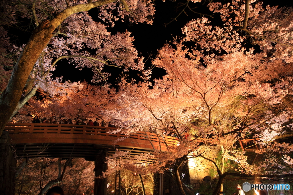 高遠の夜桜