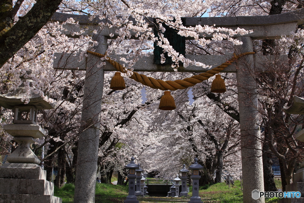 春の鳥居
