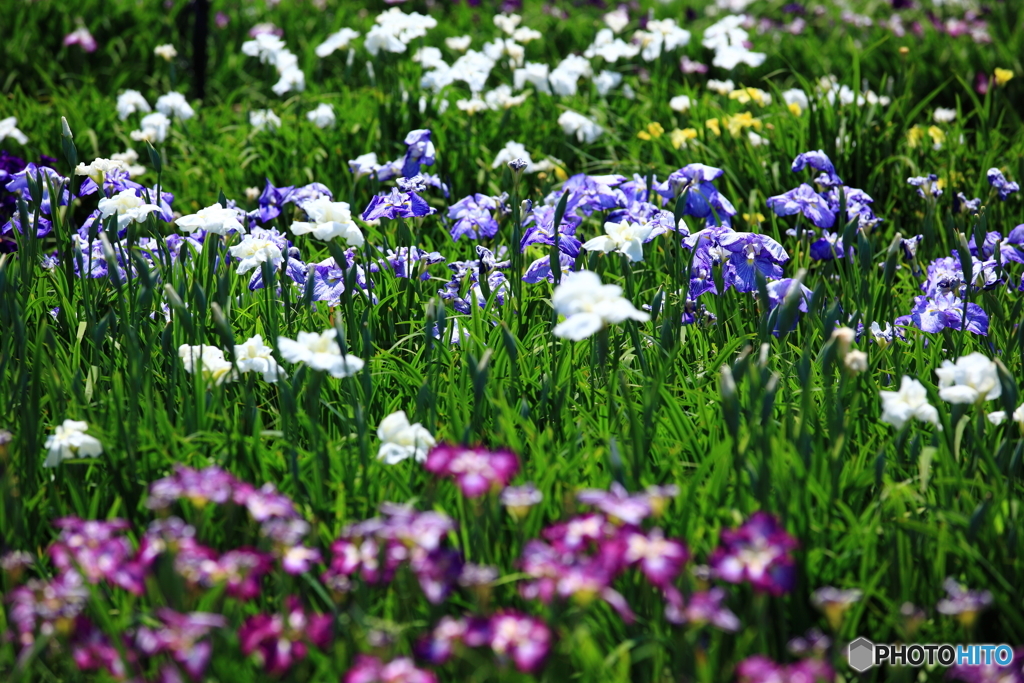 菖蒲の花