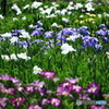 菖蒲の花