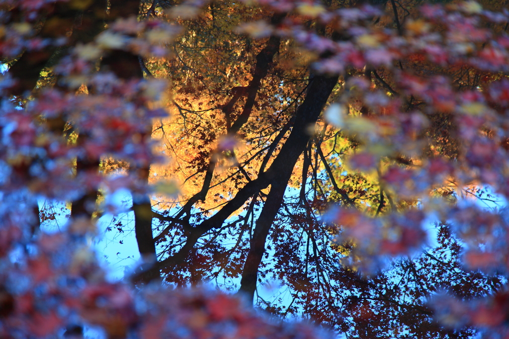 池の紅葉