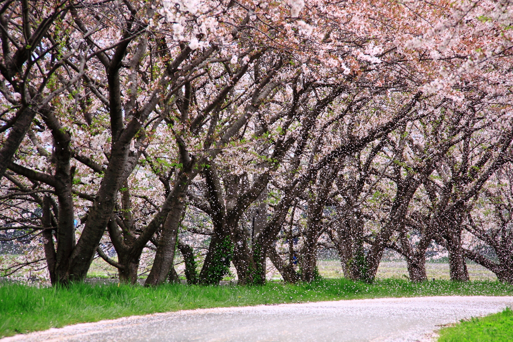 桜吹雪