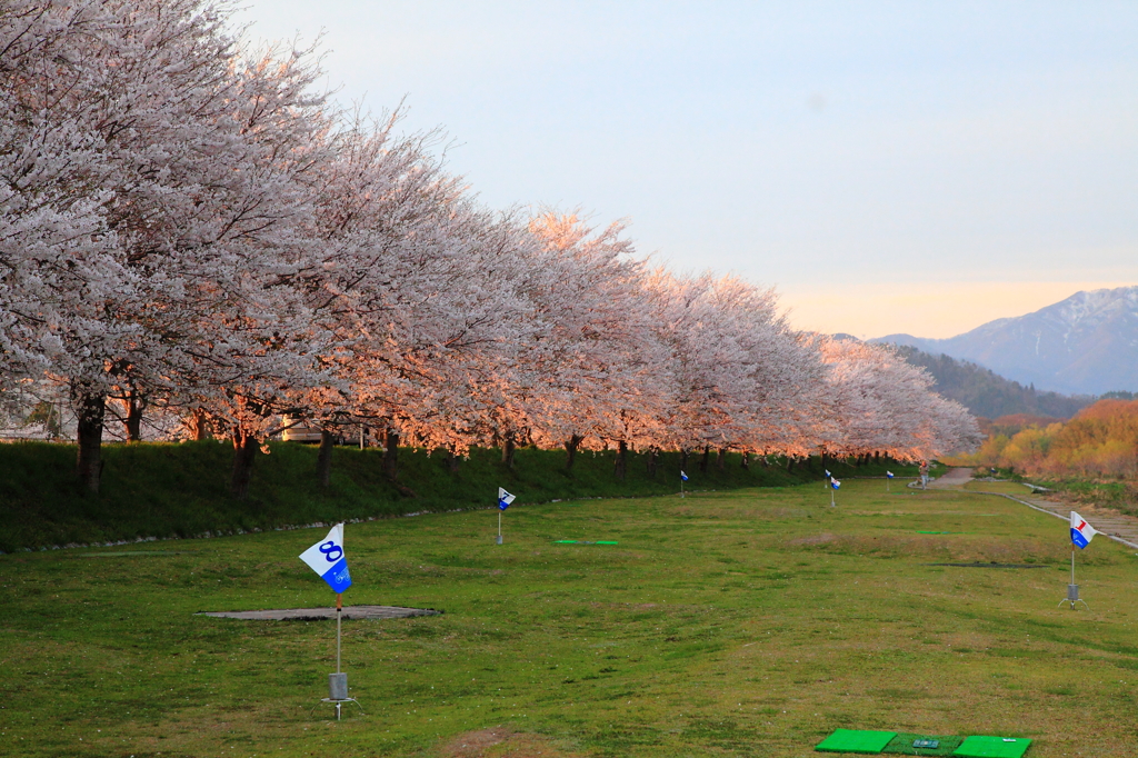夕日に輝く桜並木②
